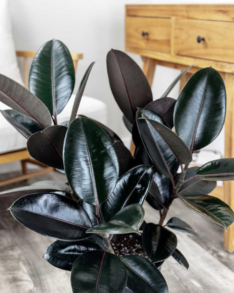 Ficus Elastica 'burgundy' - View 7 from www redcrocus com