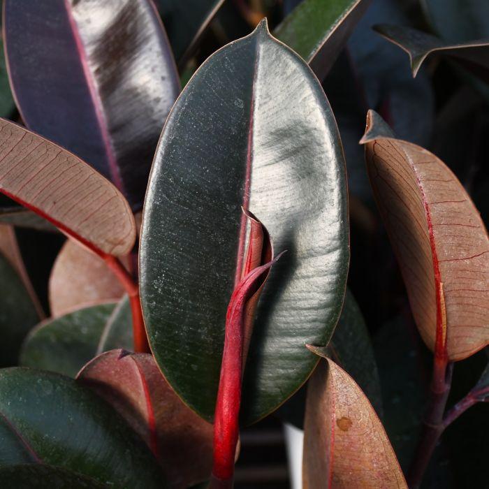 Ficus Elastica 'burgundy' - View 8 from www redcrocus com