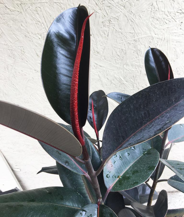 Ficus Elastica 'burgundy' - View 9 from www redcrocus com