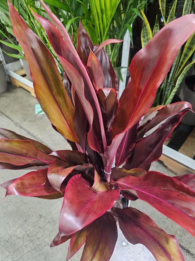 Cordyline Fruticosa, Assorted - View 12 from www redcrocus com