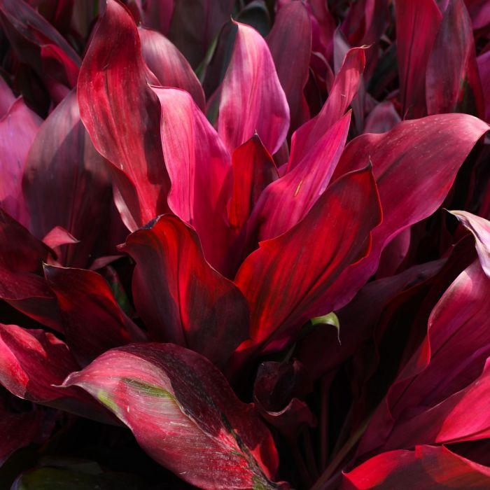 Cordyline Fruticosa, Assorted - View 13 from www redcrocus com