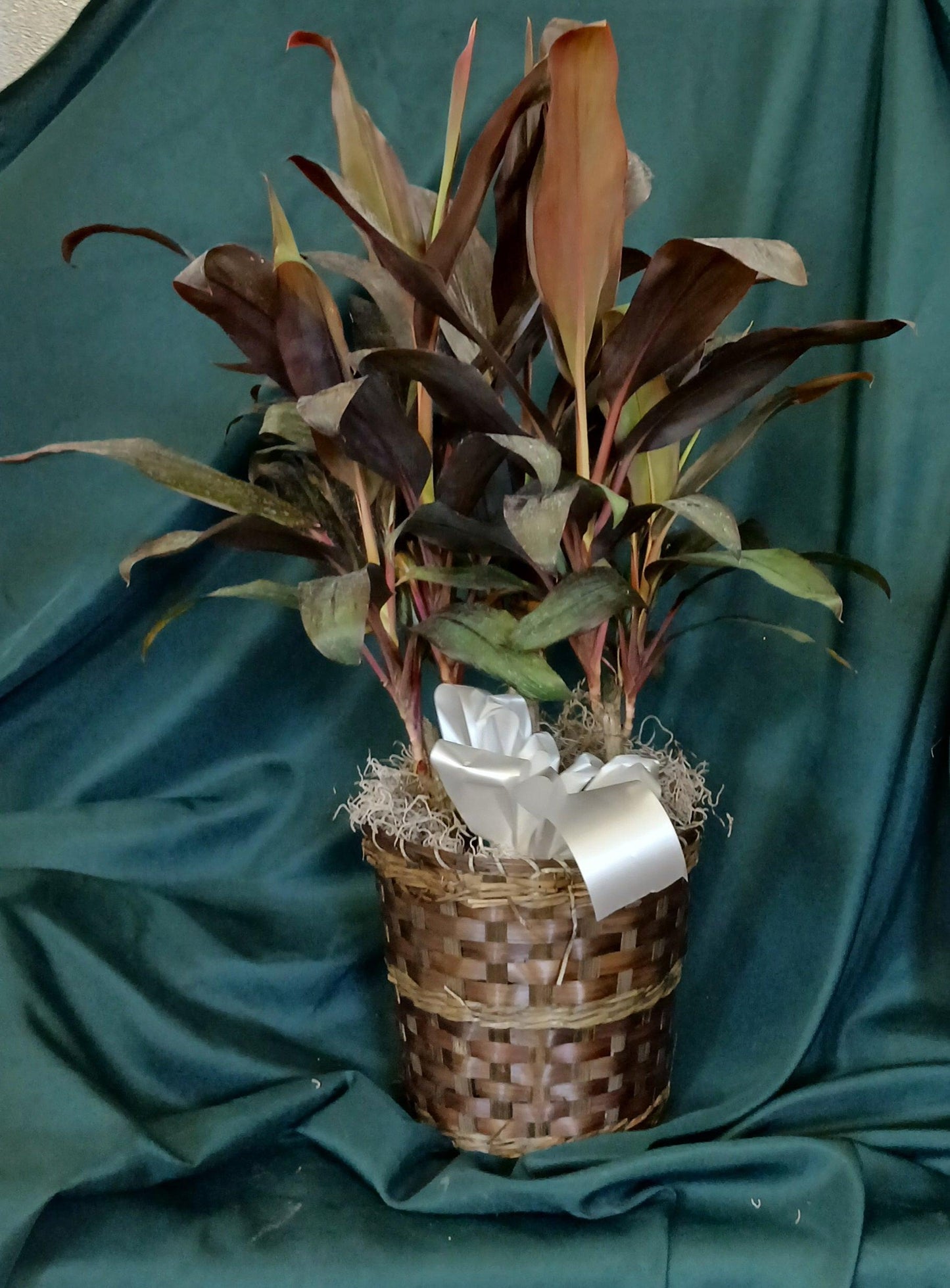 Cordyline Fruticosa, Assorted - View 14 from www redcrocus com