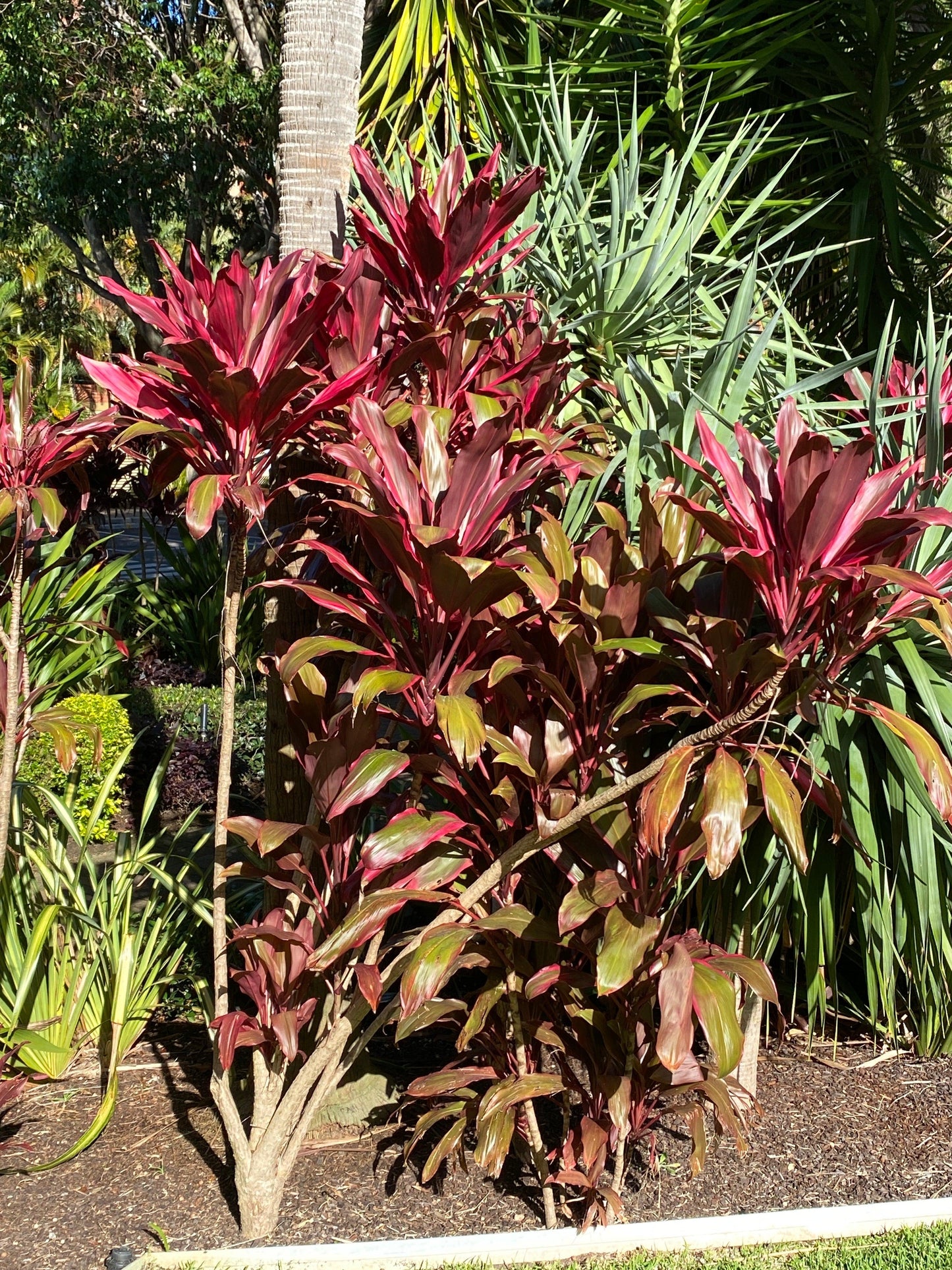 Cordyline Fruticosa, Assorted - View 16 from www redcrocus com