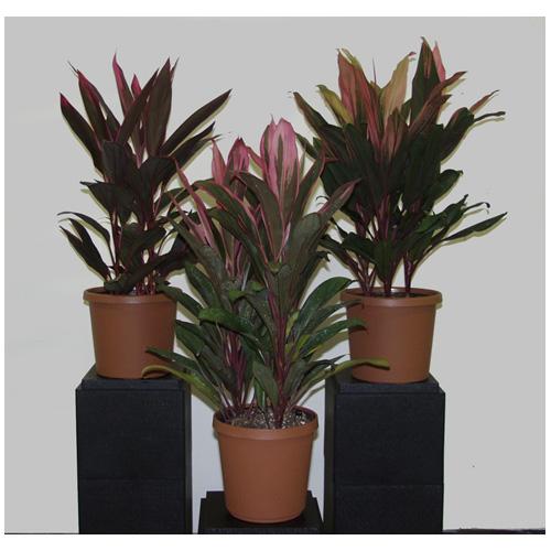 Cordyline Fruticosa, Assorted - View 17 from www redcrocus com