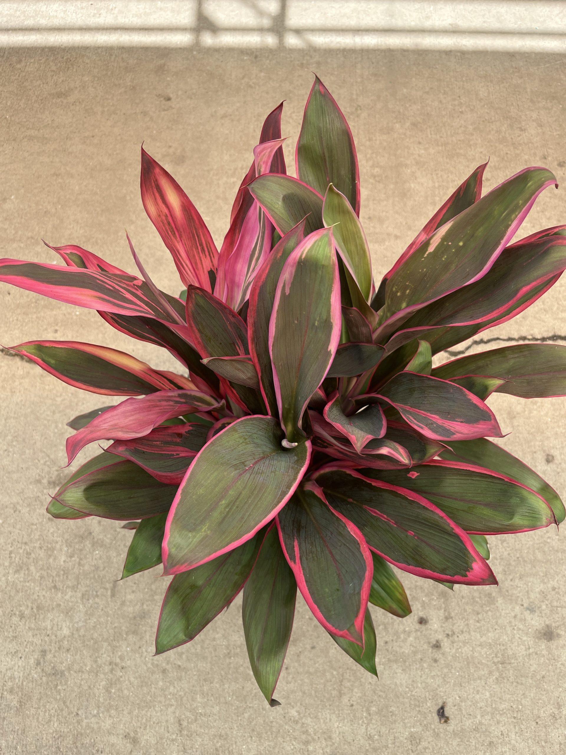 Cordyline Fruticosa, Assorted - View 19 from www redcrocus com