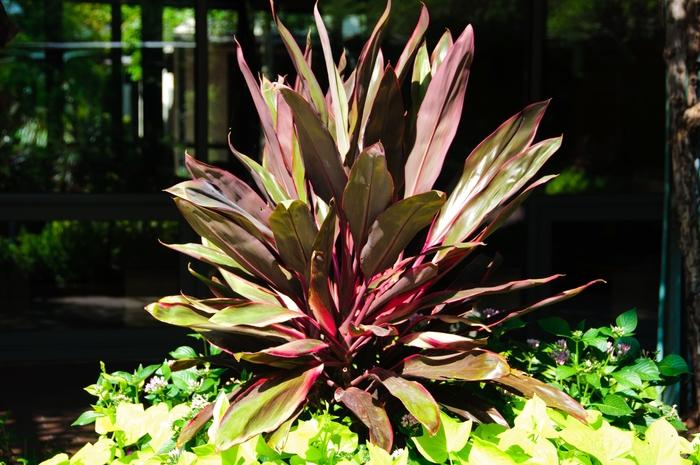 Cordyline Fruticosa, Assorted - View 22 from www redcrocus com
