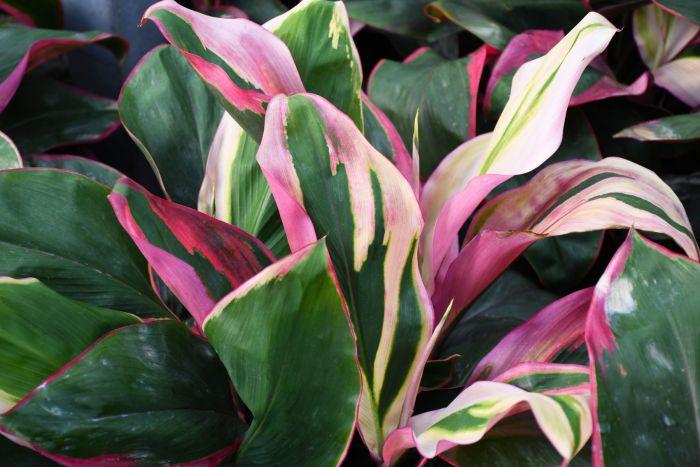 Cordyline Fruticosa, Assorted - View 28 from www redcrocus com