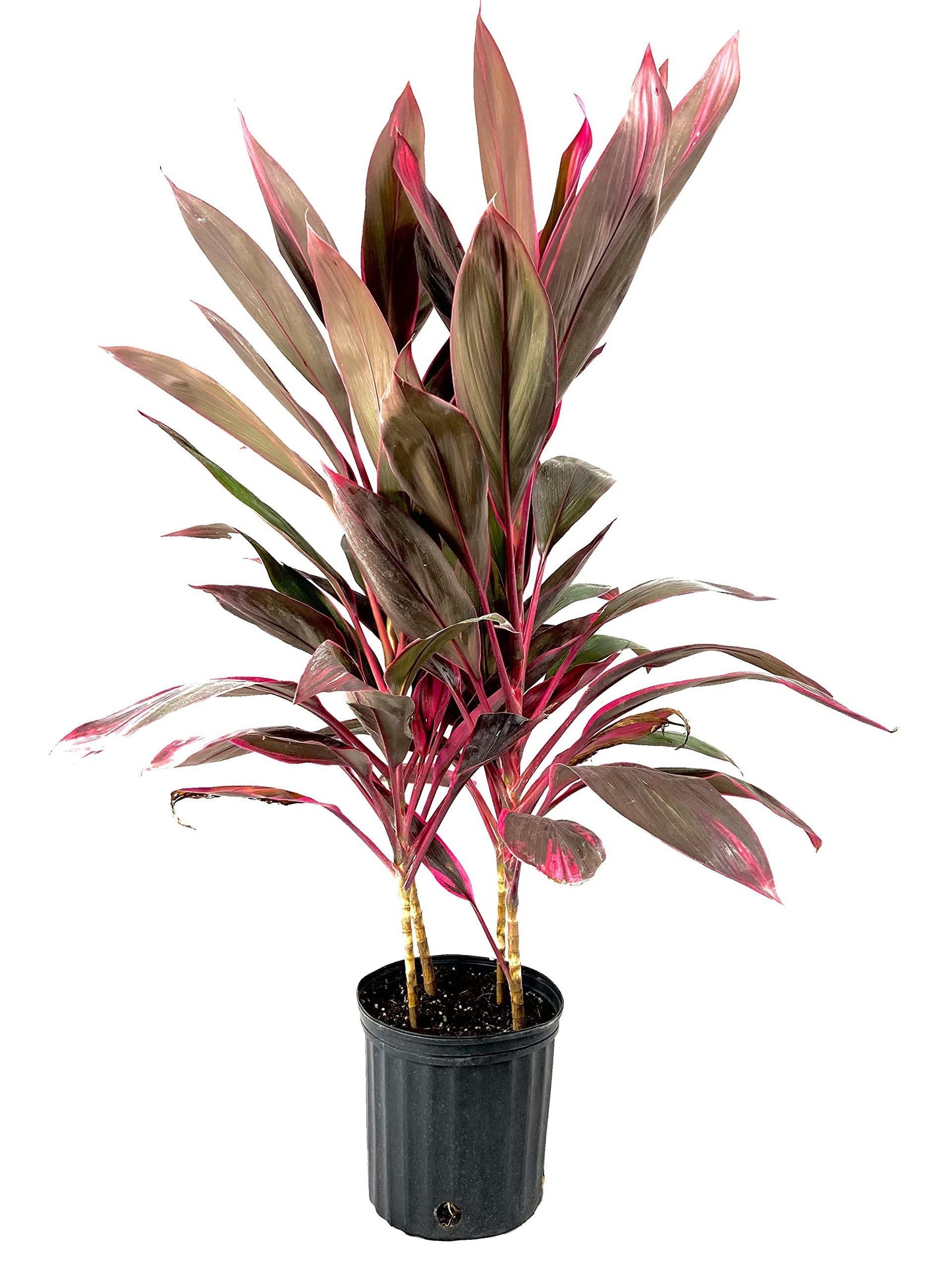 Cordyline Fruticosa, Assorted - View 32 from www redcrocus com