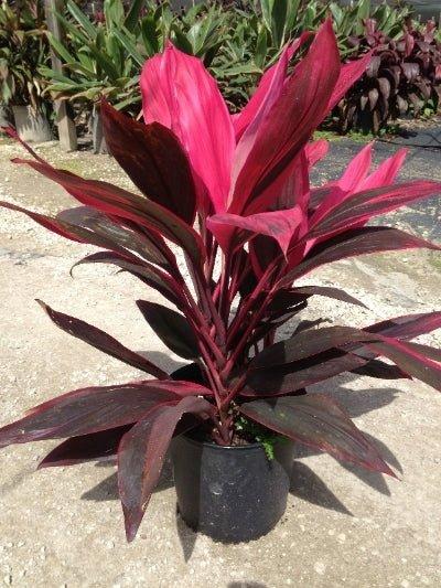 Cordyline Fruticosa, Assorted - View 3 from www redcrocus com