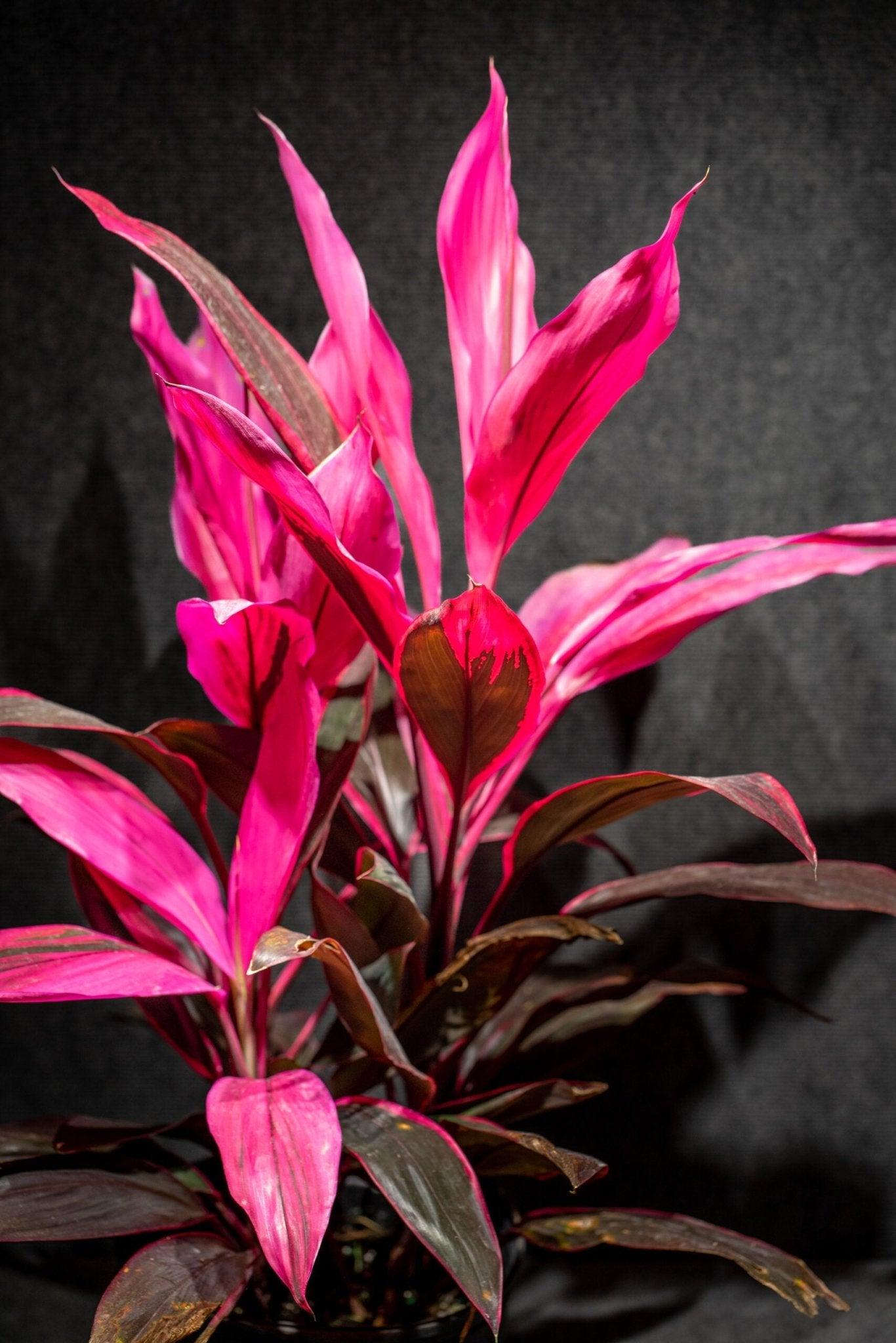 Cordyline Fruticosa, Assorted - View 4 from www redcrocus com