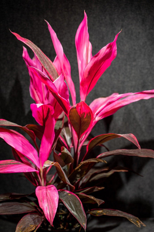 Cordyline Fruticosa, Assorted - View 4 from www redcrocus com