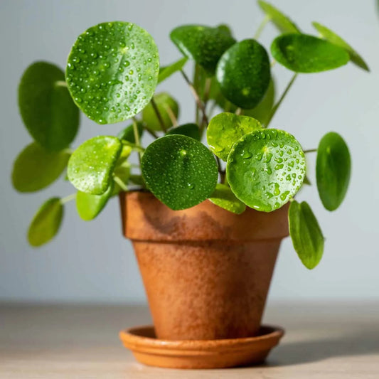 Pilea 2c Assorted 10 Dd93bcf9 Fde1 441b 80d6 Fe6c0a11ea74 from www redcrocus com