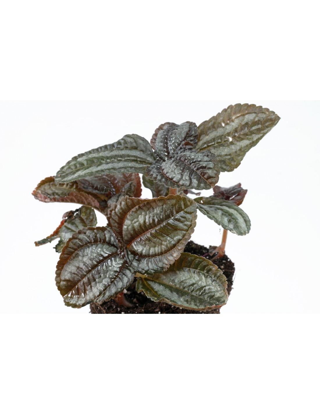 Pilea, Assorted - View 28 from www redcrocus com