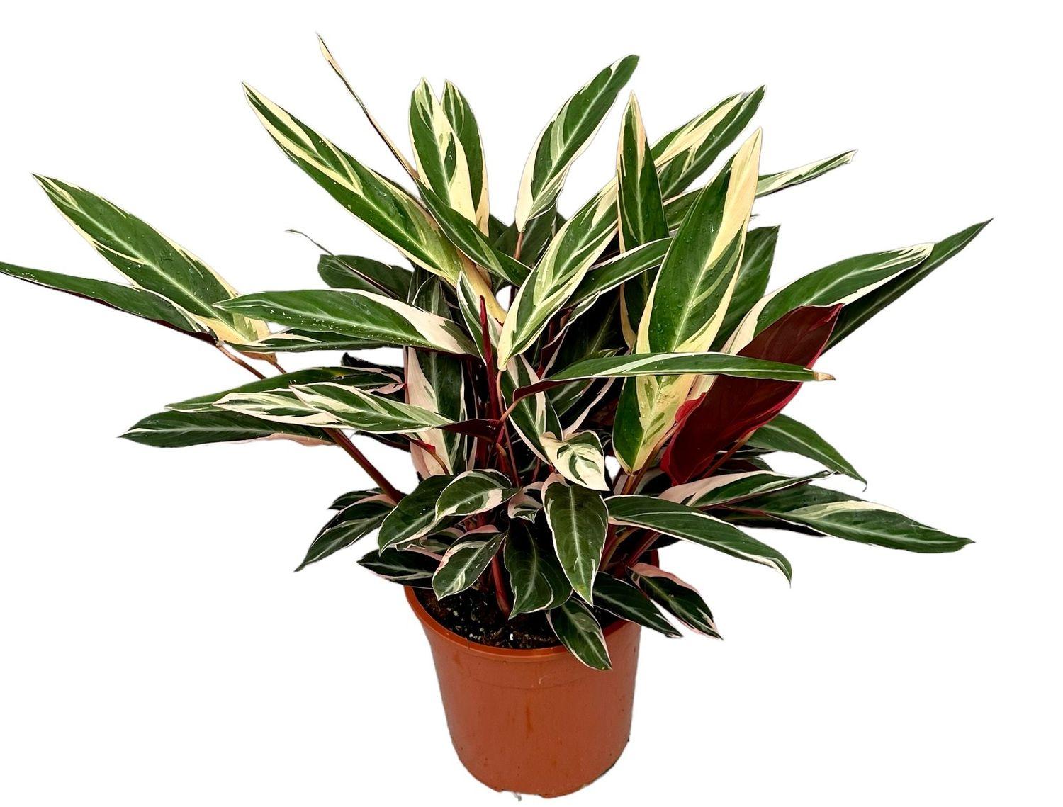 Stromanthe Sanguinea Triostar - View 10 from www redcrocus com