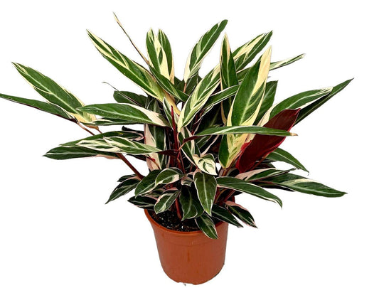 Stromanthe Sanguinea Triostar - View 10 from www redcrocus com