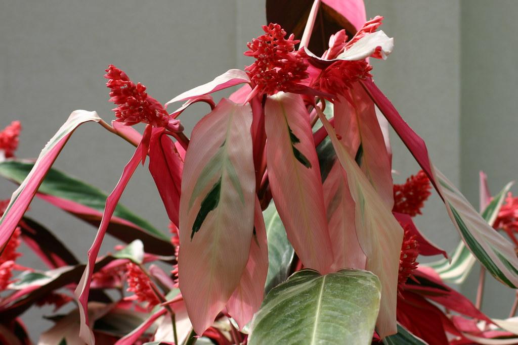 Stromanthe Sanguinea Triostar - View 19 from www redcrocus com