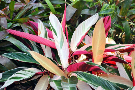 Stromanthe Sanguinea Triostar - View 1 from www redcrocus com