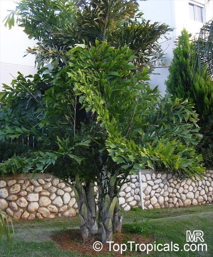 Palm, Caryota Mitis - View 14 from www redcrocus com