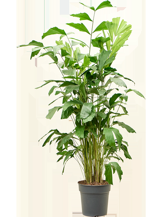 Palm, Caryota Mitis - View 16 from www redcrocus com