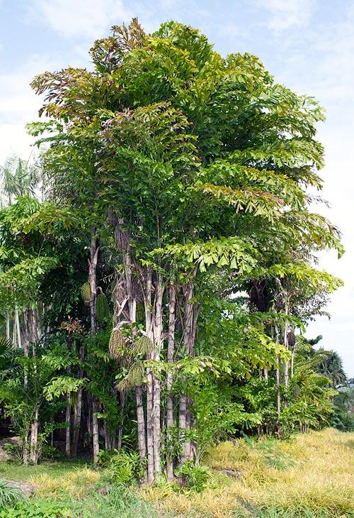 Palm, Caryota Mitis - View 17 from www redcrocus com
