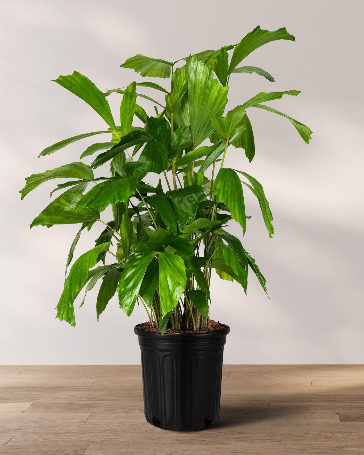 Palm, Caryota Mitis - View 19 from www redcrocus com