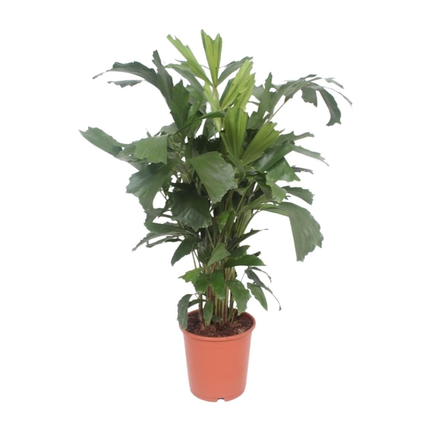 Palm, Caryota Mitis - View 23 from www redcrocus com