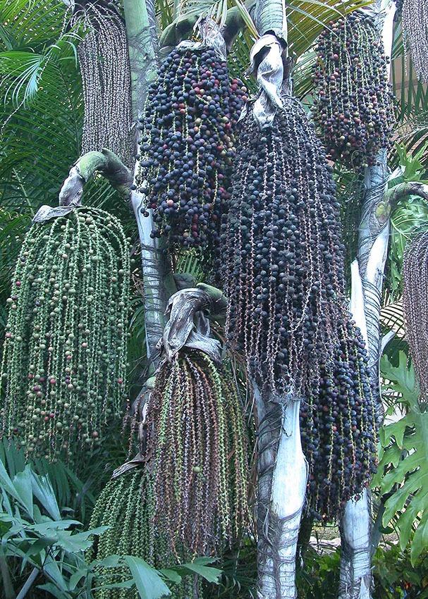 Palm, Caryota Mitis - View 24 from www redcrocus com