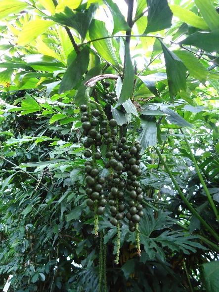 Palm, Caryota Mitis - View 26 from www redcrocus com