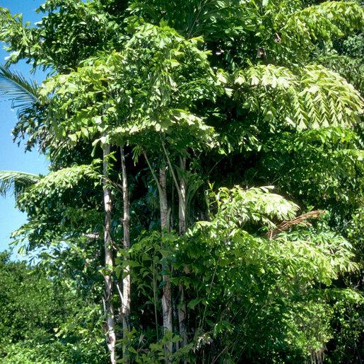 Palm, Caryota Mitis - View 27 from www redcrocus com