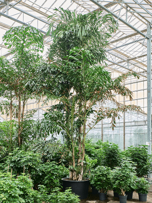 Palm, Caryota Mitis - View 28 from www redcrocus com