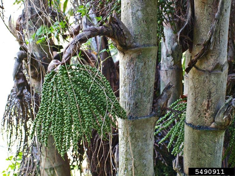 Palm, Caryota Mitis - View 29 from www redcrocus com