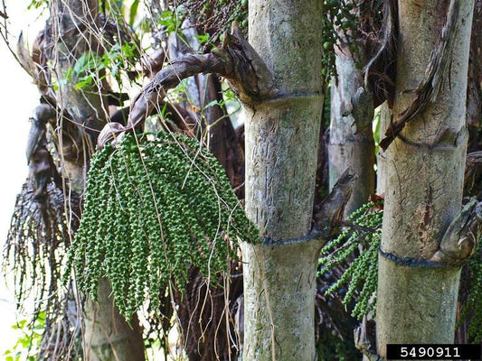 Palm, Caryota Mitis - View 29 from www redcrocus com