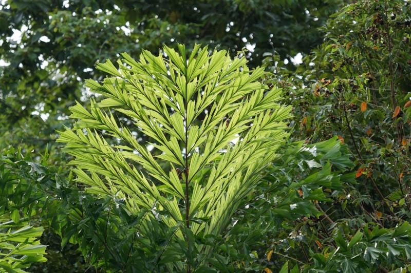 Palm, Caryota Mitis - View 2 from www redcrocus com