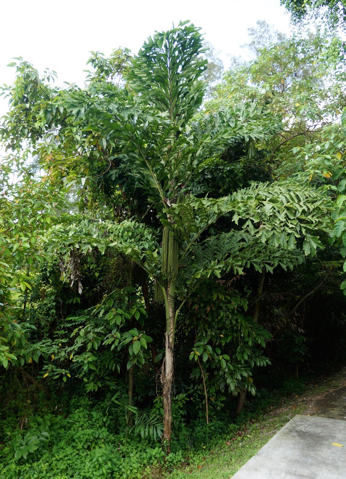 Palm, Caryota Mitis - View 32 from www redcrocus com