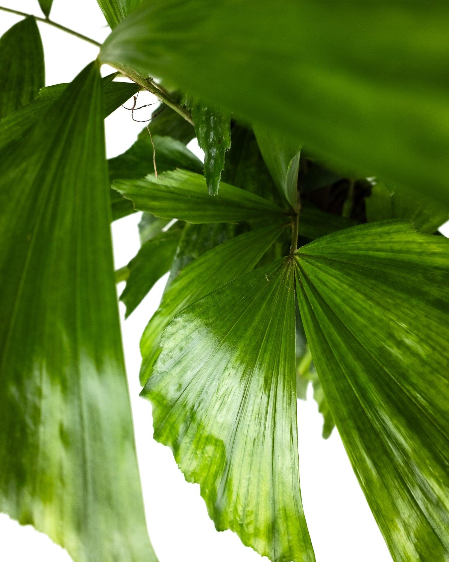 Palm, Caryota Mitis - View 33 from www redcrocus com