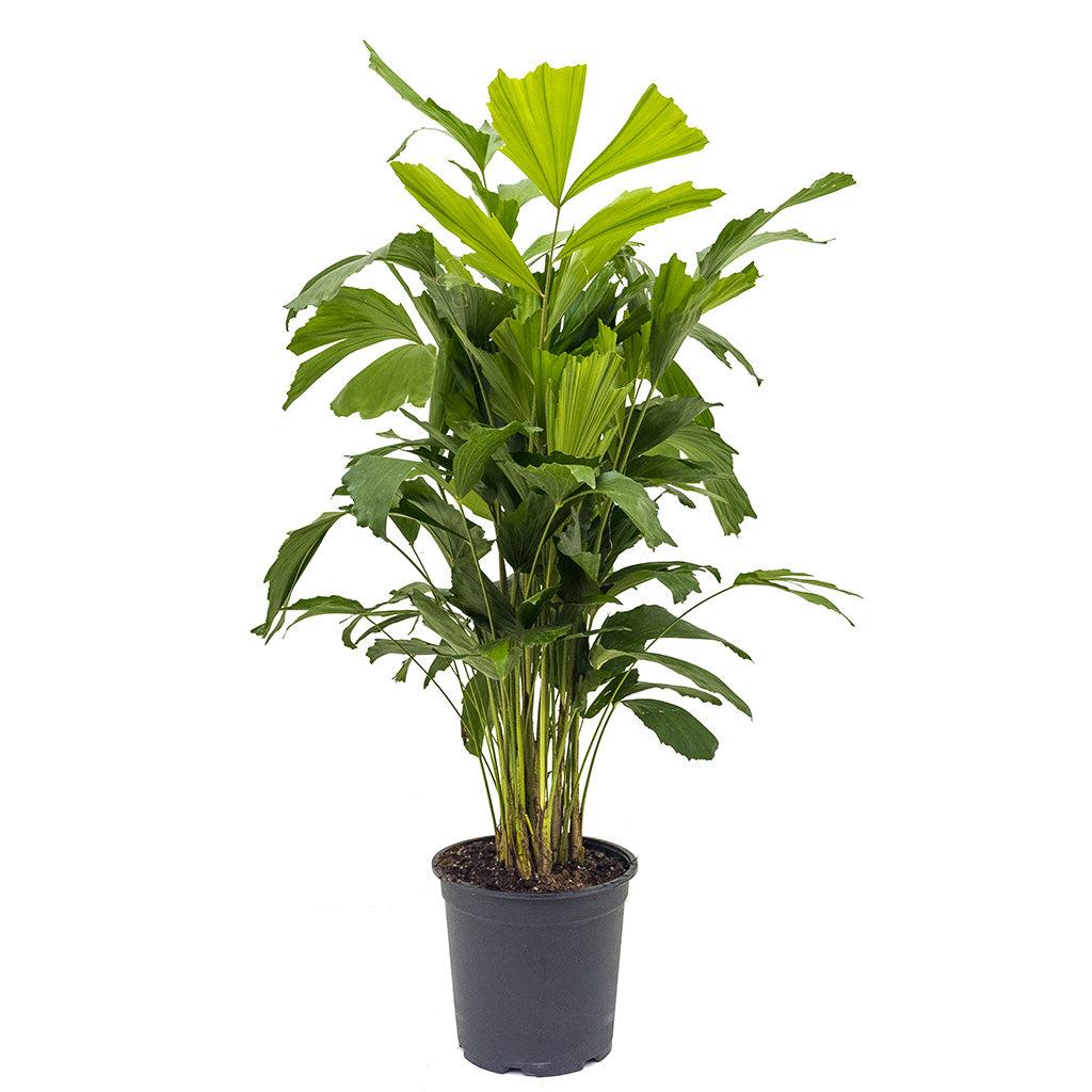Palm, Caryota Mitis - View 3 from www redcrocus com