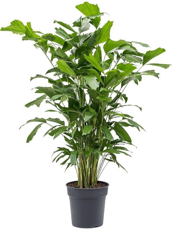 Palm, Caryota Mitis - View 5 from www redcrocus com