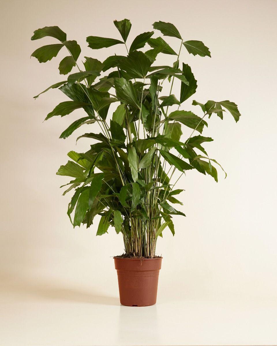 Palm, Caryota Mitis - View 7 from www redcrocus com