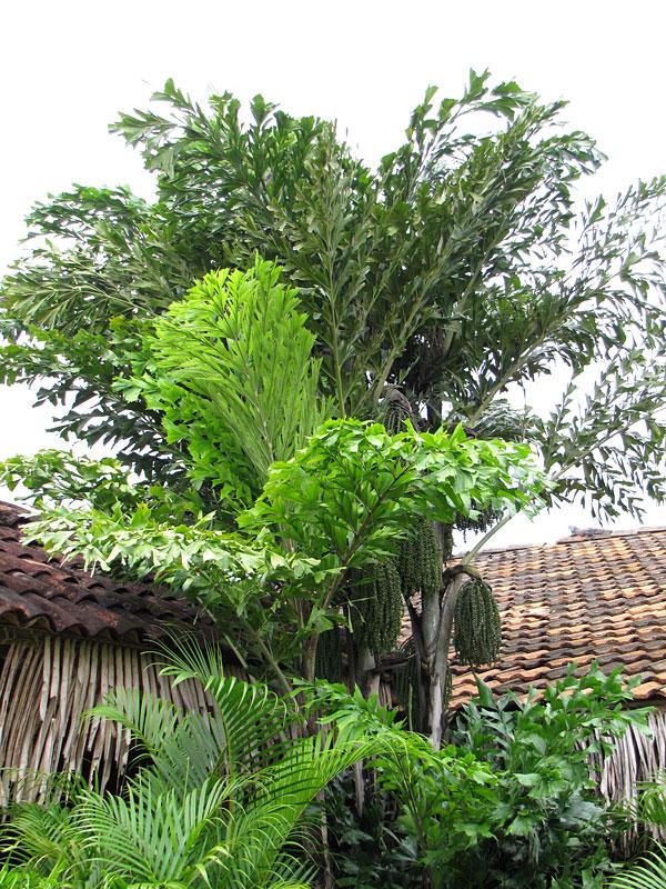 Palm, Caryota Mitis - View 8 from www redcrocus com