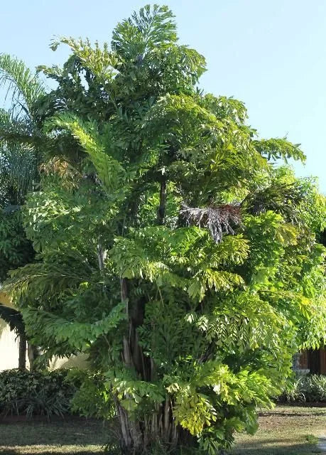 Palm, Caryota Mitis - View 9 from www redcrocus com
