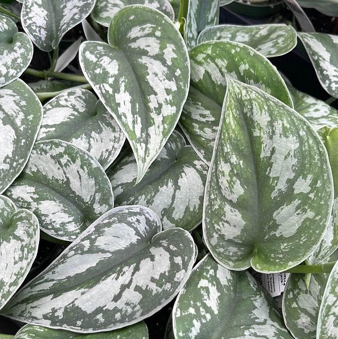 Scindapsus Silver Satin - View 11 from www redcrocus com