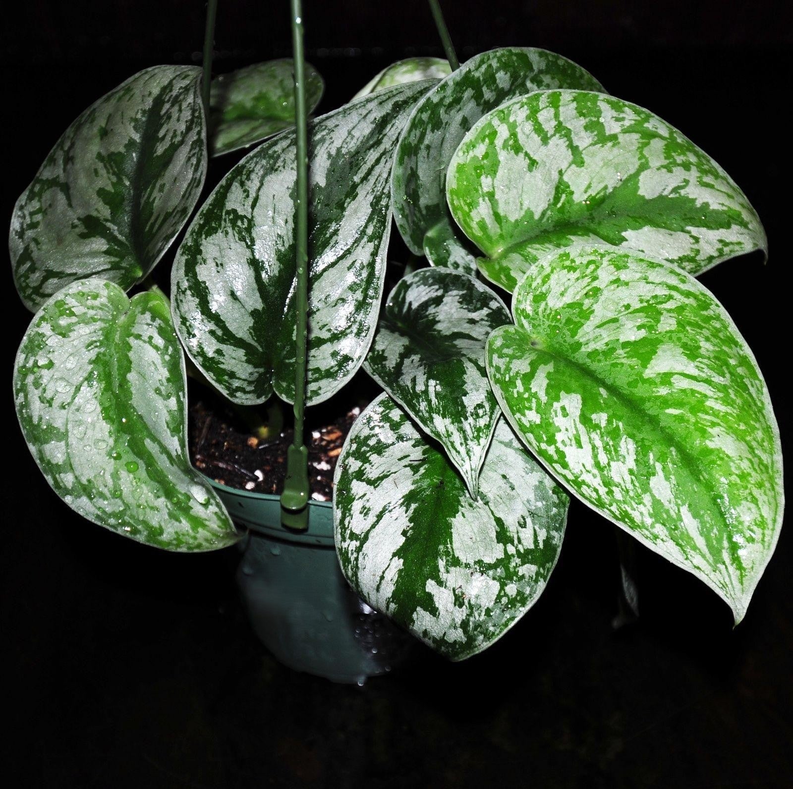 Scindapsus Silver Satin - View 17 from www redcrocus com