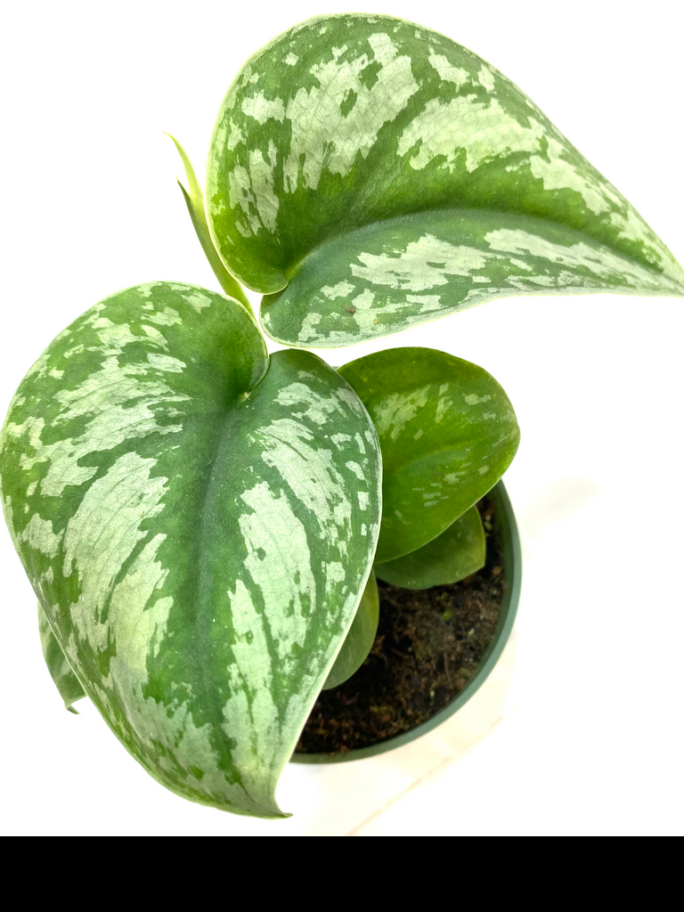 Scindapsus Silver Satin - View 20 from www redcrocus com