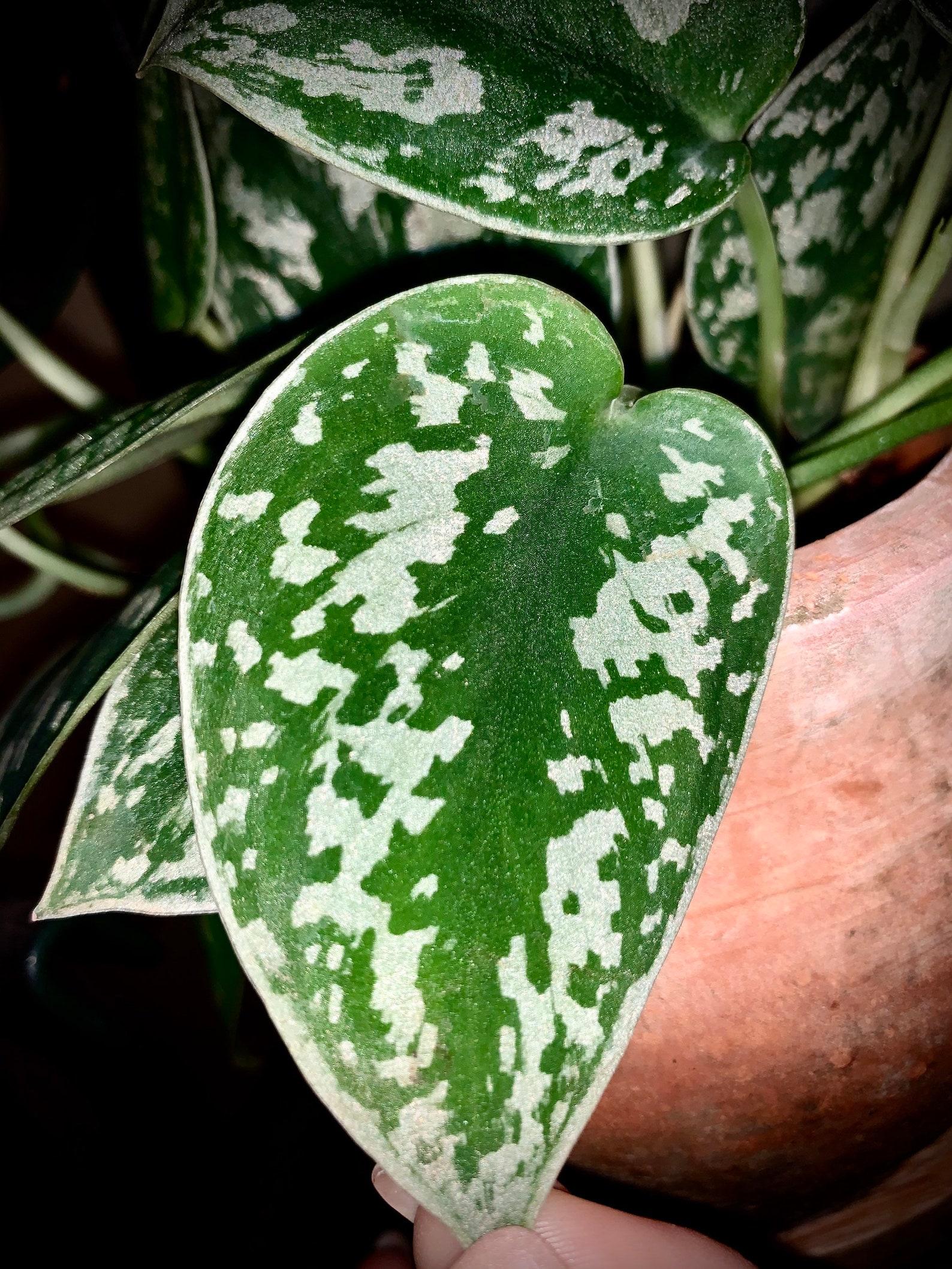 Scindapsus Silver Satin - View 3 from www redcrocus com