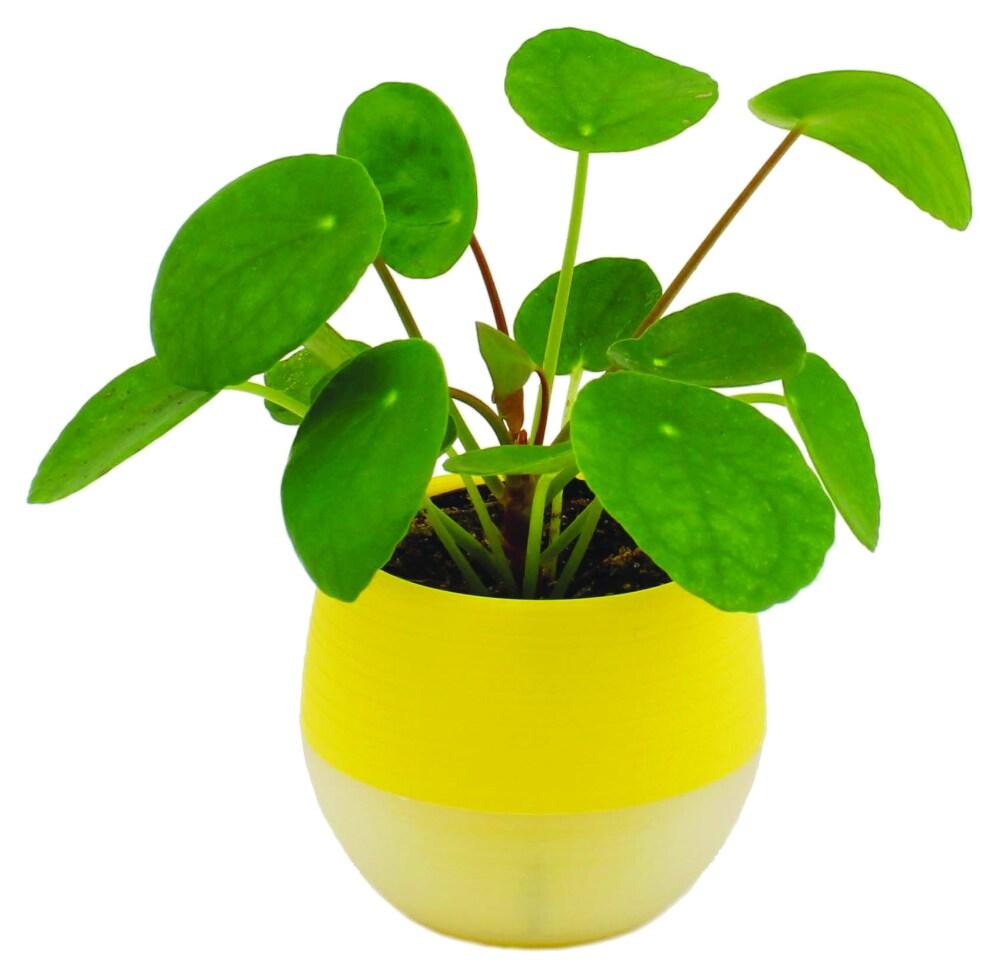 Pilea, Assorted - View 10 from www redcrocus com