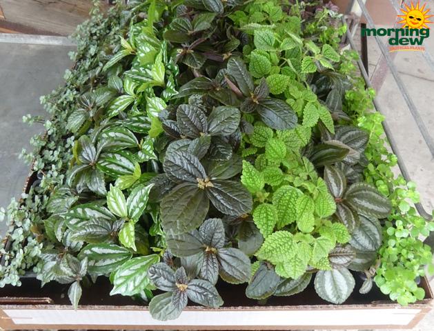 Pilea, Assorted - View 12 from www redcrocus com