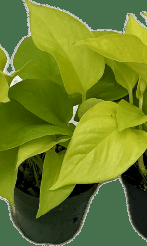 Pilea, Assorted - View 18 from www redcrocus com