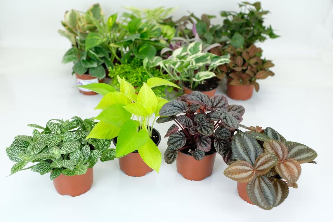 Pilea, Assorted - View 19 from www redcrocus com