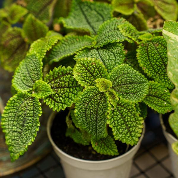 Pilea, Assorted - View 1 from www redcrocus com