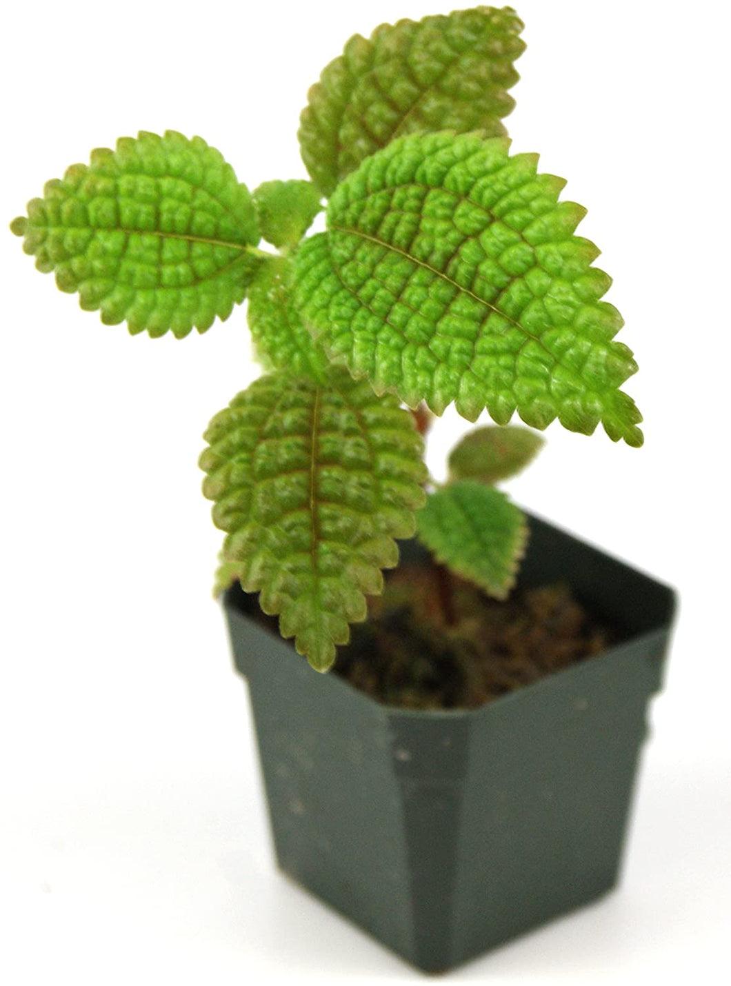 Pilea, Assorted - View 22 from www redcrocus com